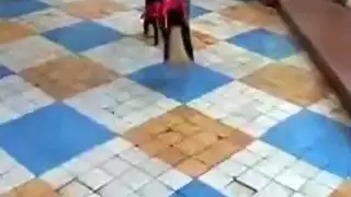 مشاهدة جوارب طويلة حامل